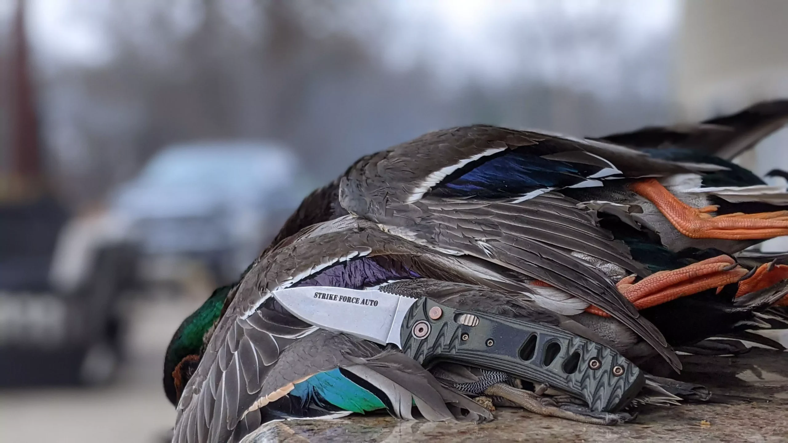 Strike Force Auto knife with OD green G10 handle resting on a pile of mallard ducks after a hunt
