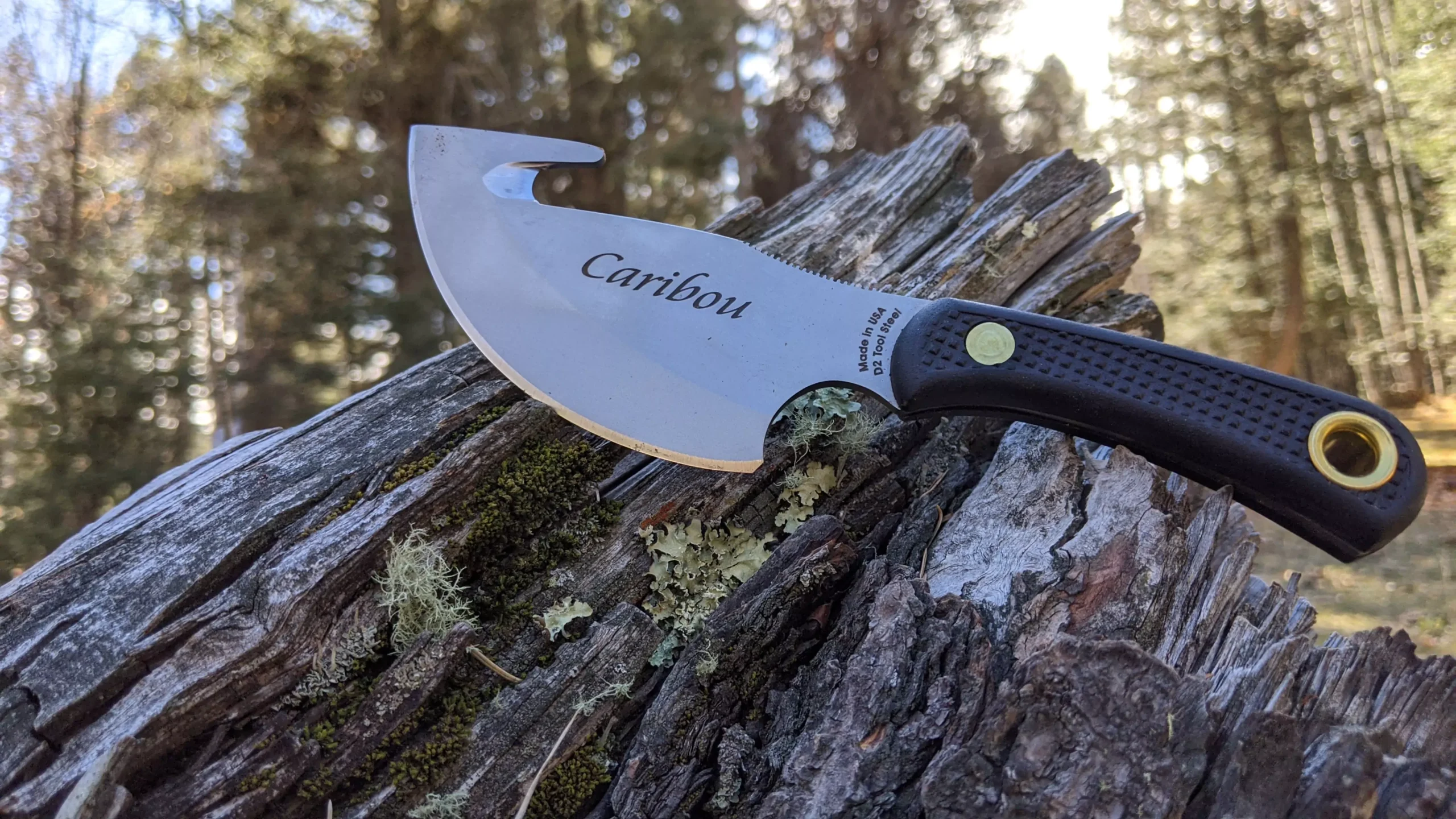 Caribou knife with Suregrip handle and gut hook resting on mossy wood in forest